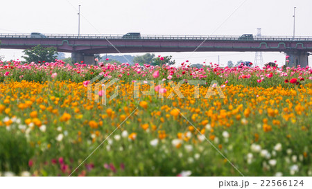 荒川河川敷 ポピー畑 22566124