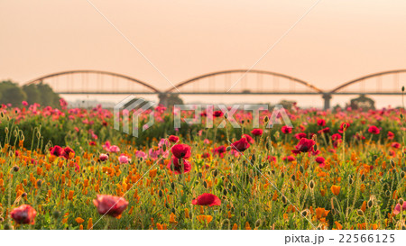 夕日にそまる荒川河川敷 ポピー畑 22566125