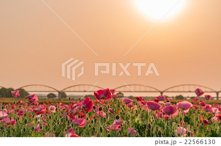 夕日にそまる荒川河川敷 ポピー畑 22566130