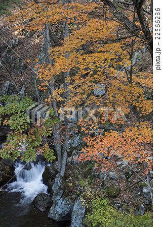 武石川の紅葉 22566236