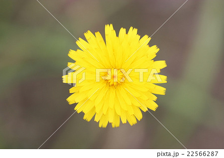 新潟県糸魚川市の髪剃菜 22566287