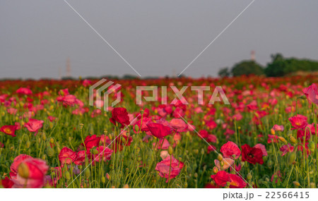 夕日にそまる荒川河川敷 ポピー畑 22566415