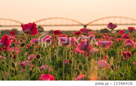 夕日にそまる荒川河川敷 ポピー畑 22566416