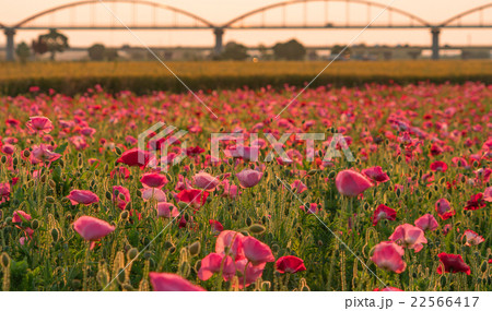 夕日にそまる荒川河川敷 ポピー畑 22566417