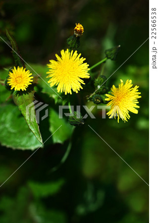 野草　オニノゲシの花 22566538