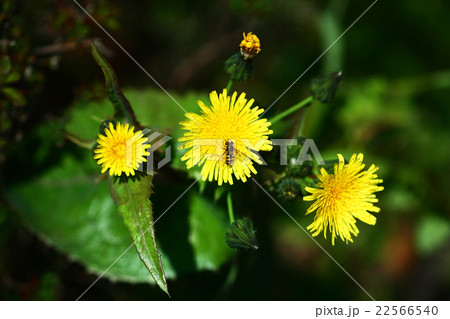 野草　オニノゲシの花とハナアブ 22566540