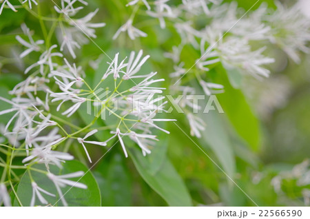 ヒトツバタゴの花 22566590