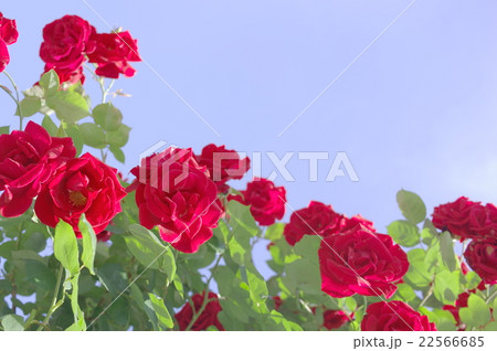 赤いつる薔薇と青空の写真素材