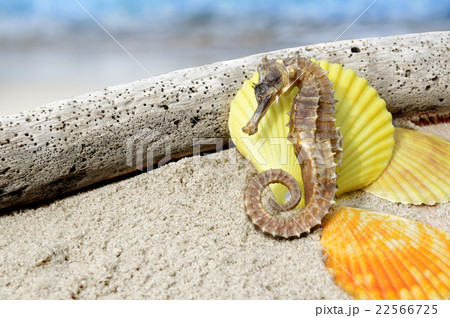 body and texture of dry seahorse body and texture of dry seahorse 22566725