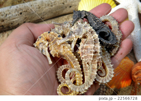 body and texture of dry seahorse body and texture of dry seahorse 22566728