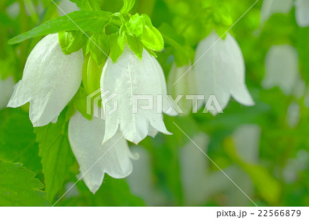 白いホタルブクロの写真素材