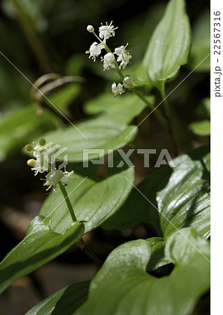 マイヅルソウ 22567316