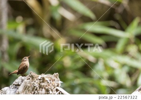 ミソサザイ 22567322