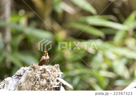 ミソサザイ 22567323