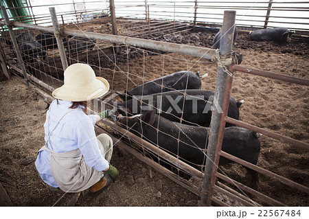 養豚　女性 22567484