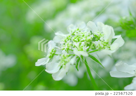 オルレア グランディフローラの花の写真素材