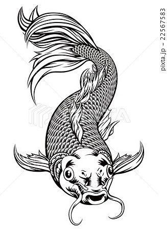 Koi Carp Fishのイラスト素材