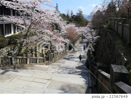 金刀比羅宮桜馬場西詰から東側、下り大門方向を見る 金刀比羅宮桜馬場西詰から東側、下り大門方向を見る 22567649