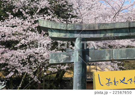 金刀比羅宮桜馬場西詰の銅鳥居と桜 金刀比羅宮桜馬場西詰の銅鳥居と桜 22567650