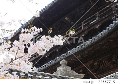 春の金刀比羅宮 大門と桜 22567715