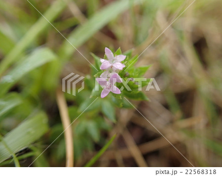 ハナヤエムグラ ハナヤエムグラ 22568318