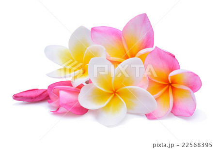 frangipani isolated on white background 22568395