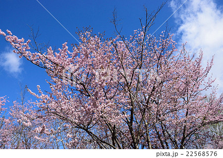 芦別旭ヶ丘公園の桜 22568576