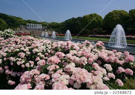 兵庫県神戸市須磨区の丘陵に広がる薔薇満開の都市公園「須磨離宮公園」 兵庫県神戸市須磨区の丘陵に広がる薔薇満開の都市公園「須磨離宮公園」 22568672