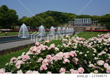 兵庫県神戸市須磨区の丘陵に広がる薔薇満開の都市公園「須磨離宮公園」 22568675