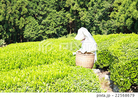 茶摘み シニア 仕事 茶畑 段々畑 緑茶 静岡 日本茶 新茶 茶摘み 新芽 春 夏 カテキン 山 の写真素材