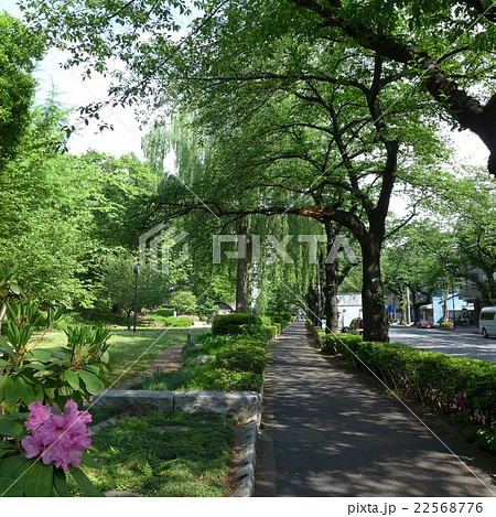 散歩道とシャクヤクの花 22568776