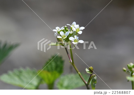 川沿いに咲くエゾノジャニンジンの花の写真素材