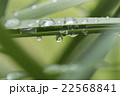 朝露 22568841