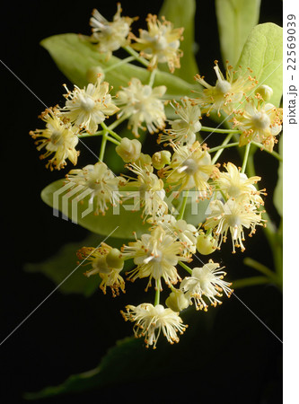 Flowers of linden tree 22569039