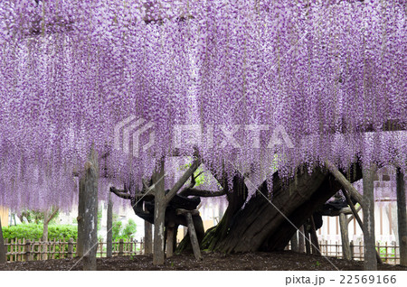 玉敷神社の藤の花 22569166