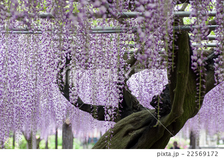 玉敷神社の藤の花 玉敷神社の藤の花 22569172