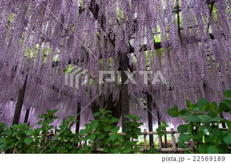 玉敷神社の藤の花 玉敷神社の藤の花 22569189