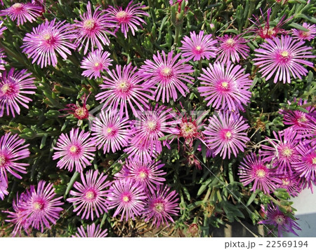 マツバギク マツバギク 22569194