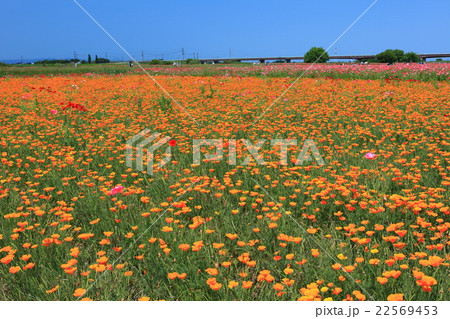 ポピー・ハッピースクエア 鴻巣 ポピー・ハッピースクエア 鴻巣 22569453