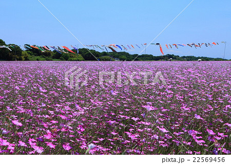 ポピー・ハッピースクエア 麦なでしこ畑 ポピー・ハッピースクエア 麦なでしこ畑 22569456