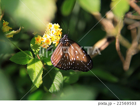 ツマムラサキマダラ 22569503