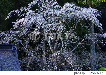 枝垂桜 22569713