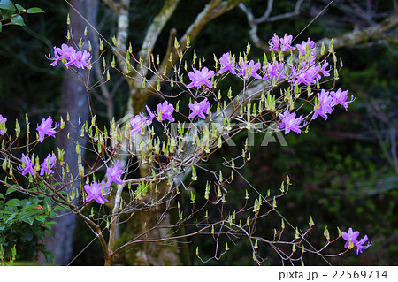 ミツバツツジ 22569714