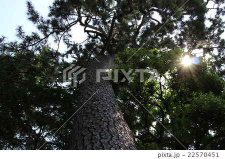 見上げる松 22570451