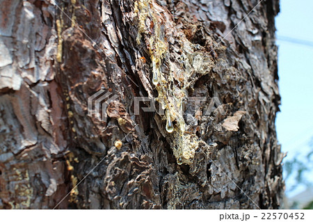 松の樹液 22570452