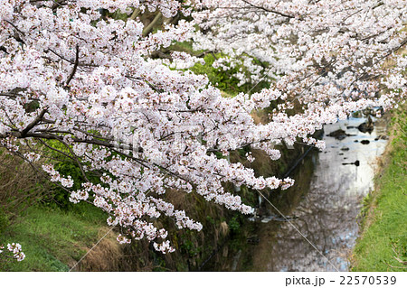 高田千本桜 高田千本桜 22570539