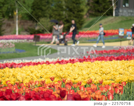 札幌市滝野すずらん丘陵公園のチューリップの写真素材