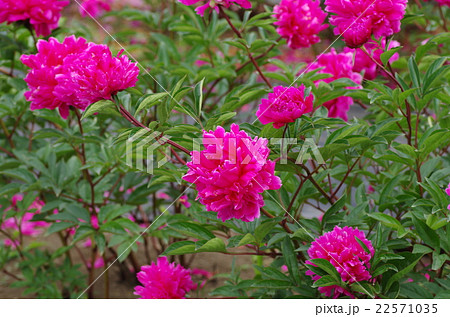 大胡ぐりーんふらわー牧場のシャクヤク  大胡ぐりーんふらわー牧場のシャクヤク  22571035