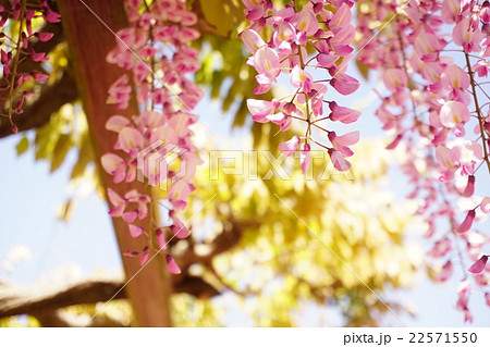 曙藤 フジの花 曙藤 フジの花 22571550