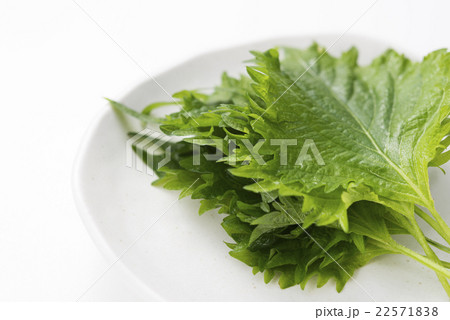 大葉 大葉 22571838